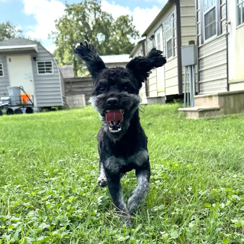 Snickerdoodle Roo thumbnail 5