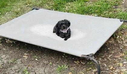 An adult small-sized female Poodle dog named Sophia for adoption in Fort Worth, TX
