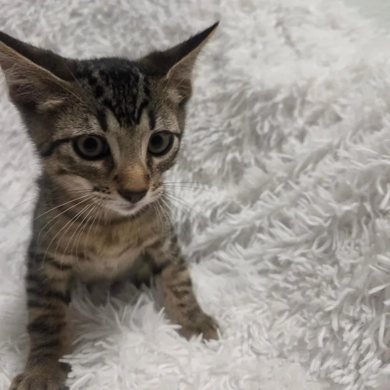 A baby small-sized male Brown / Chocolate Domestic Short Hair cat named Americano for adoption in Brea, CA