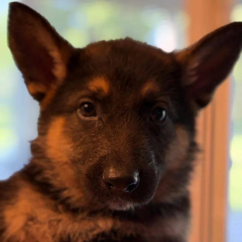 A baby small-sized male Black German Shepherd Dog dog named Graylen Gray for adoption in Greenfield, IN