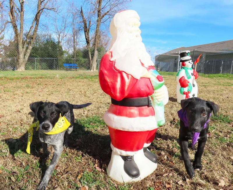 Rhett  Ca thumbnail 2