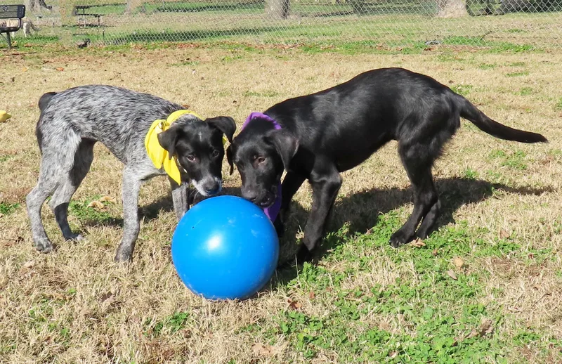 Rhett  Ca thumbnail 3