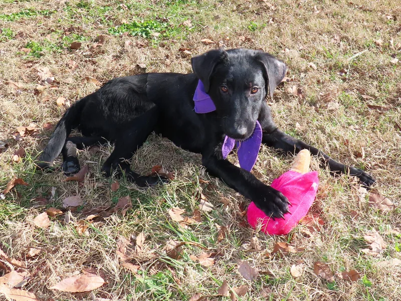 Rhett  Ca thumbnail 4