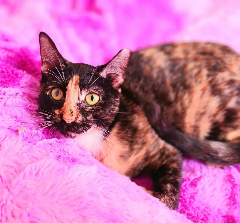 Stella Joy Amberleigh