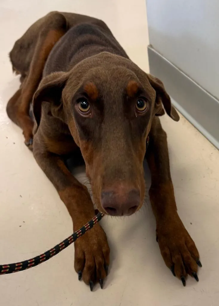 A young large-sized male Doberman Pinscher dog named Max for adoption in Belton, TX