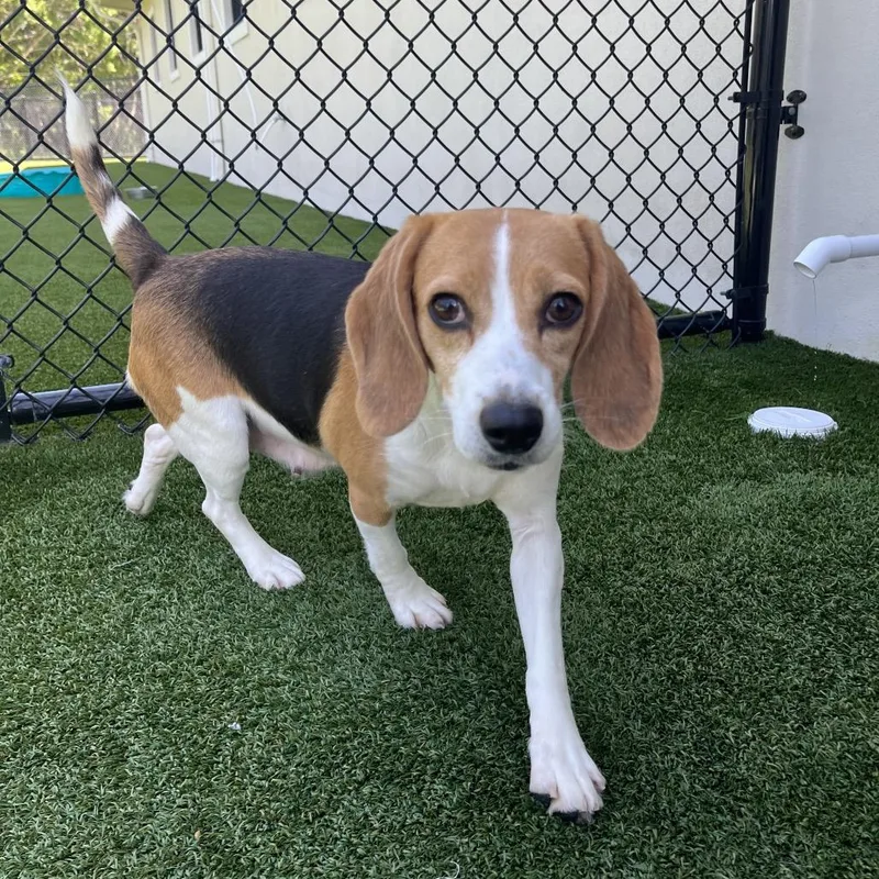 An adult small-sized female Yellow / Tan / Blond / Fawn Beagle dog named KLU  aka Queen for adoption in LOXAHATCHEE, FL