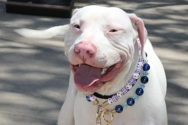 A young large-sized male Mixed Breed dog named Poe for adoption in Staten Island, NY