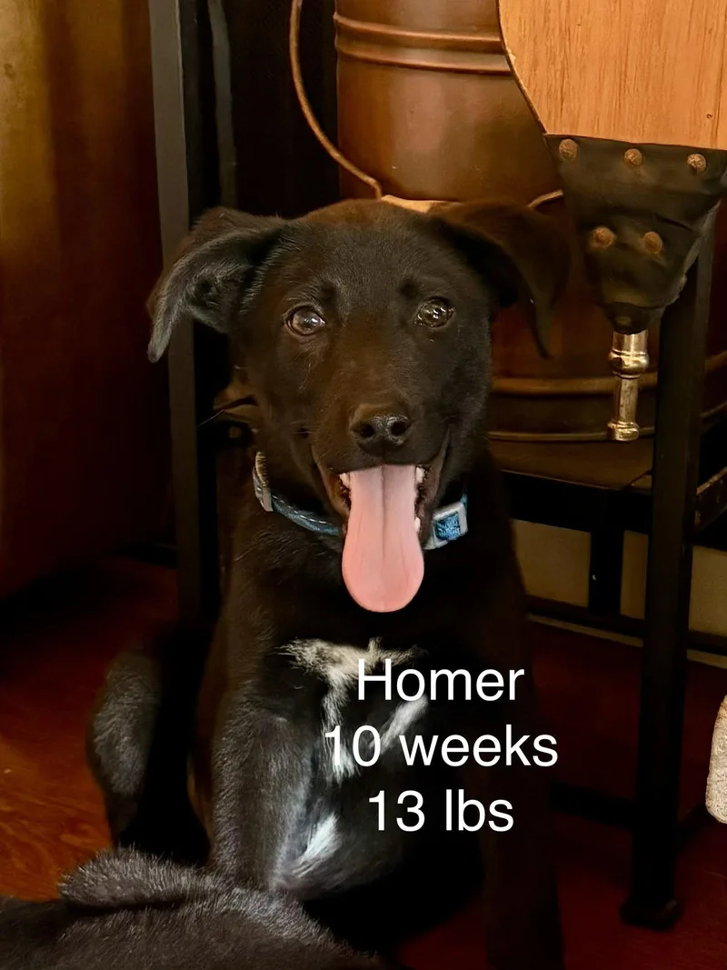A baby large-sized male Labrador Retriever dog named Homer Simp for adoption in Wakefield, RI