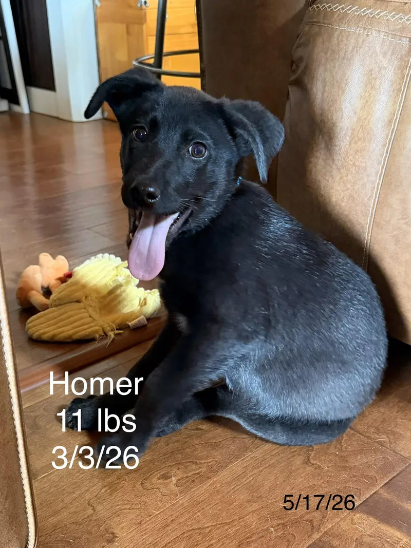 Homer Simp thumbnail 3