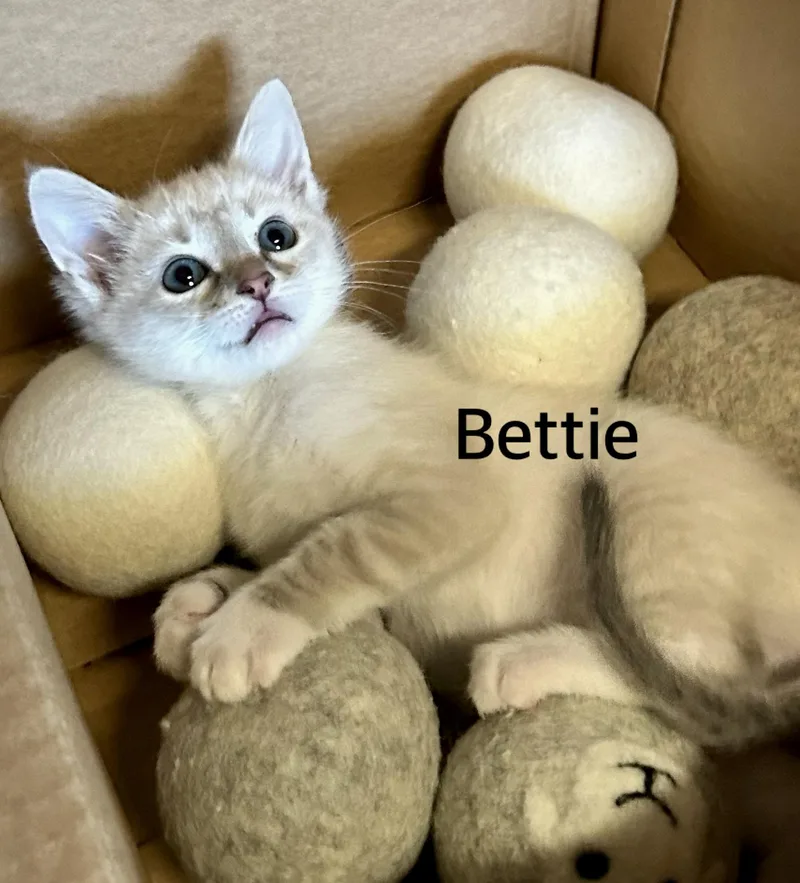 Bettie