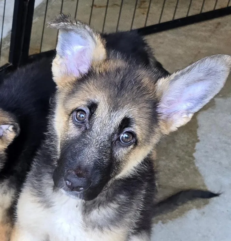 A baby large-sized female Yellow / Tan / Blond / Fawn German Shepherd Dog dog named Gretchen for adoption in Parma, OH