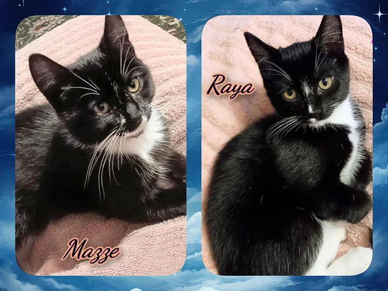 A baby medium-sized female Black & White / Tuxedo Domestic Short Hair cat named Mazee & Raya for adoption in Corinth, NY