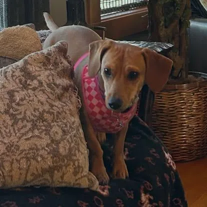 A young small-sized female Dachshund dog named Winnie for adoption in Portland, OR