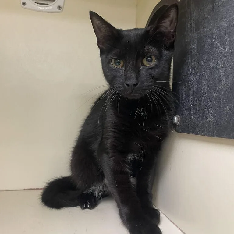 A young medium-sized male Black Domestic Short Hair cat named Dante for adoption in Newark, DE