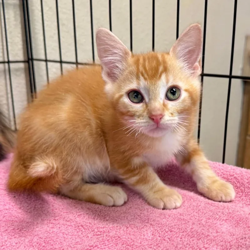 A baby small-sized male Buff / Tan / Fawn Domestic Short Hair cat named Renegade for adoption in Fredericksburg, TX
