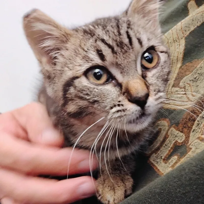 A baby small-sized female Domestic Short Hair cat named Bobbi for adoption in Allyn, WA