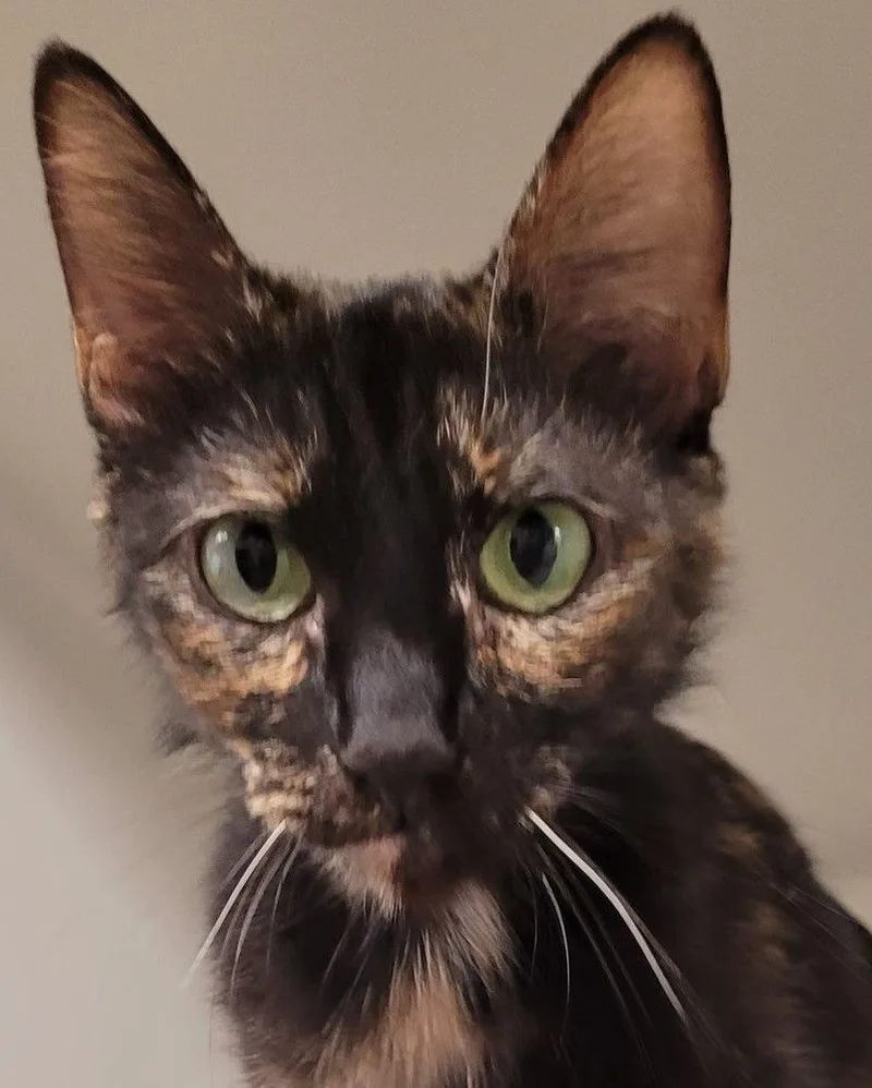 An adult medium-sized female Tortoiseshell Domestic Short Hair cat named Katie for adoption in Robinson, IL