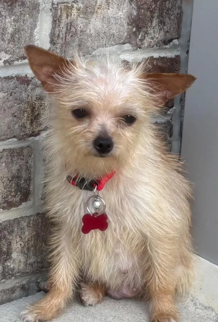 Princess thumbnail 2