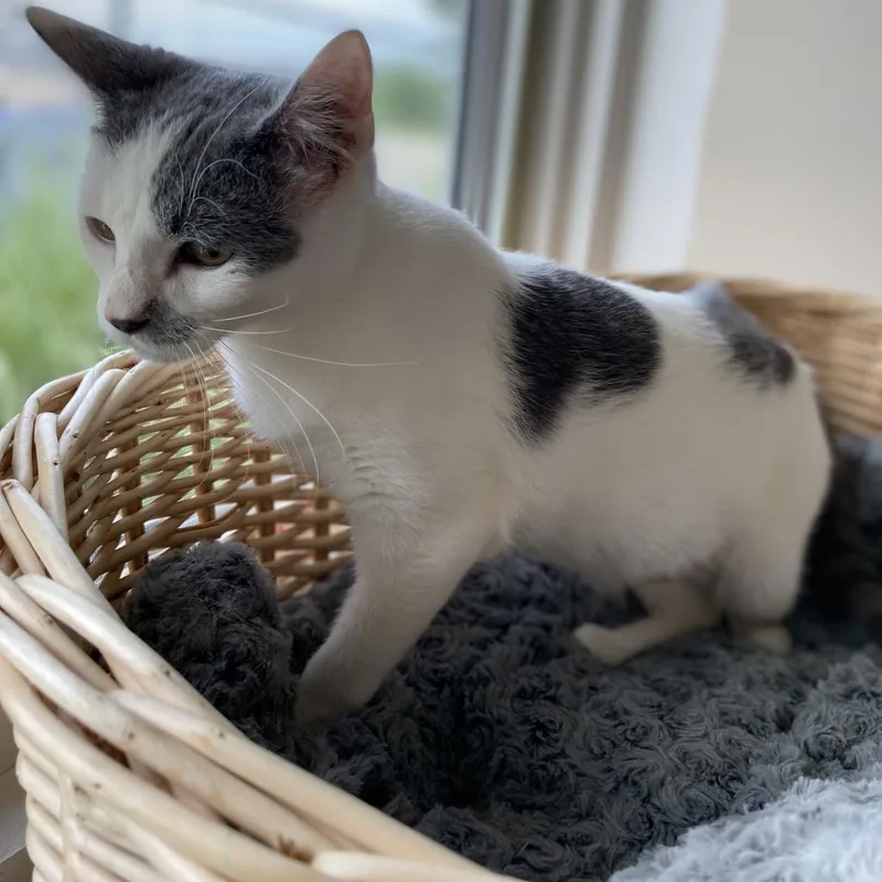 An adult large-sized male Domestic Short Hair cat named Basil for adoption in Manhattan, KS