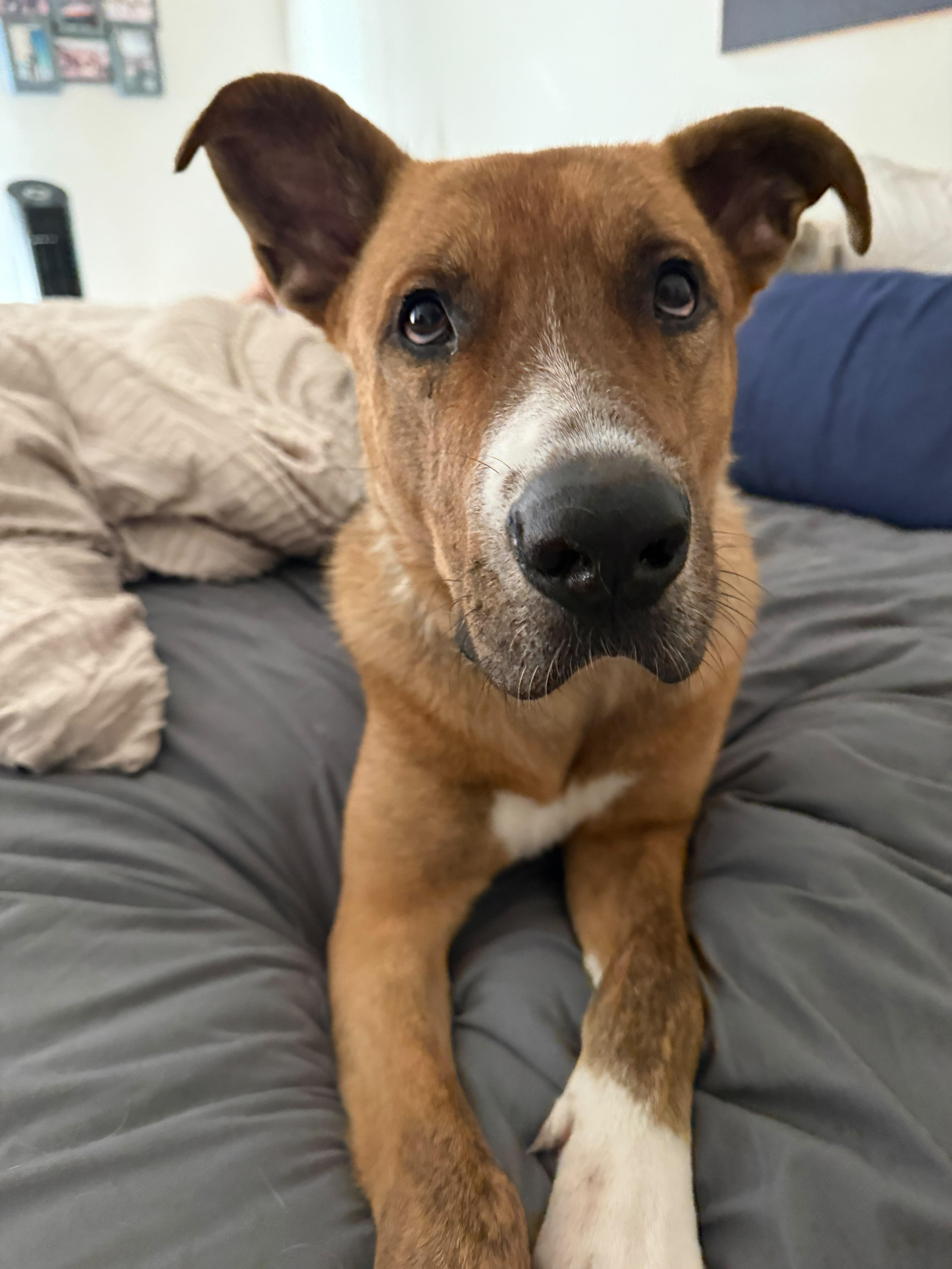 An adult large-sized male German Shepherd Dog dog named Marvin for adoption in La Mesa, CA