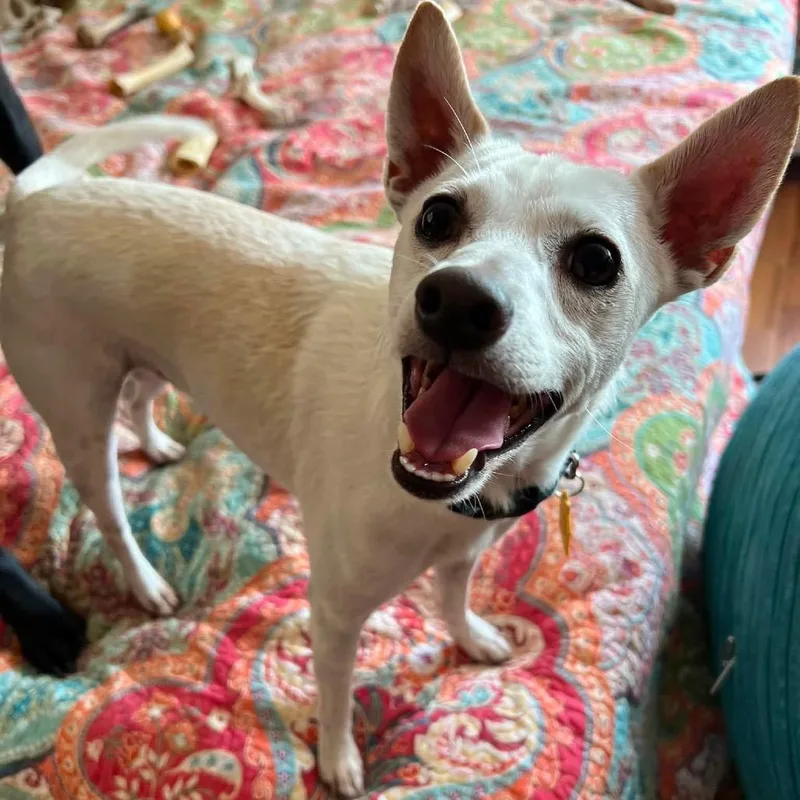 An adult small-sized male White / Cream Chihuahua dog named Jack for adoption in Chillicothe, IL