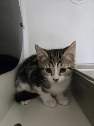 A baby small-sized male Domestic Short Hair cat named BBQ Sauce for adoption in Savannah, GA