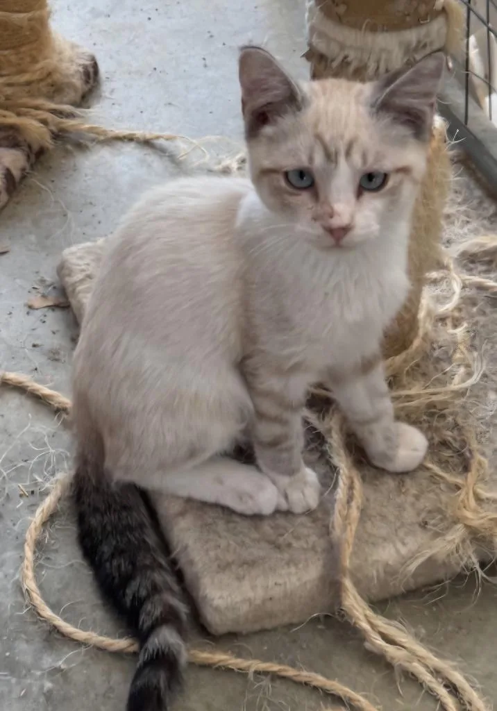 A baby large-sized male Siamese cat named Roger for adoption in San Jacinto, CA