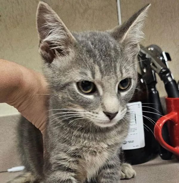 A young small-sized male Domestic Short Hair cat named Quail for adoption in Salisbury, MD