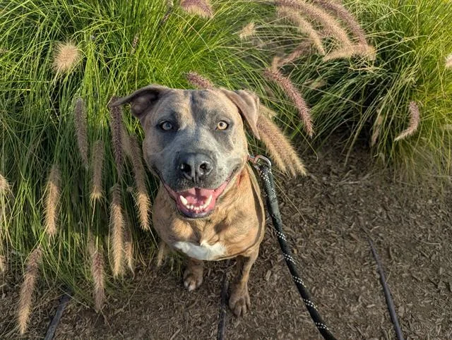 An adult large-sized male Pit Bull Terrier dog named Banner for adoption in Tustin, CA