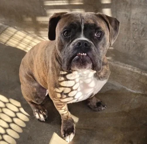 A young large-sized male American Bulldog dog named Ace for adoption in Van Nuys, CA
