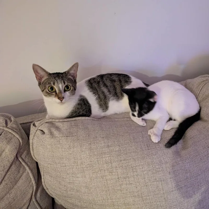 A young medium-sized female White Domestic Short Hair cat named Maude for adoption in Fairfax Station, VA