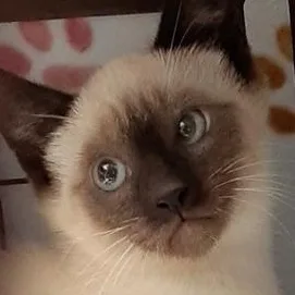 A baby medium-sized male Siamese cat named Watson for adoption in Richmond, VA