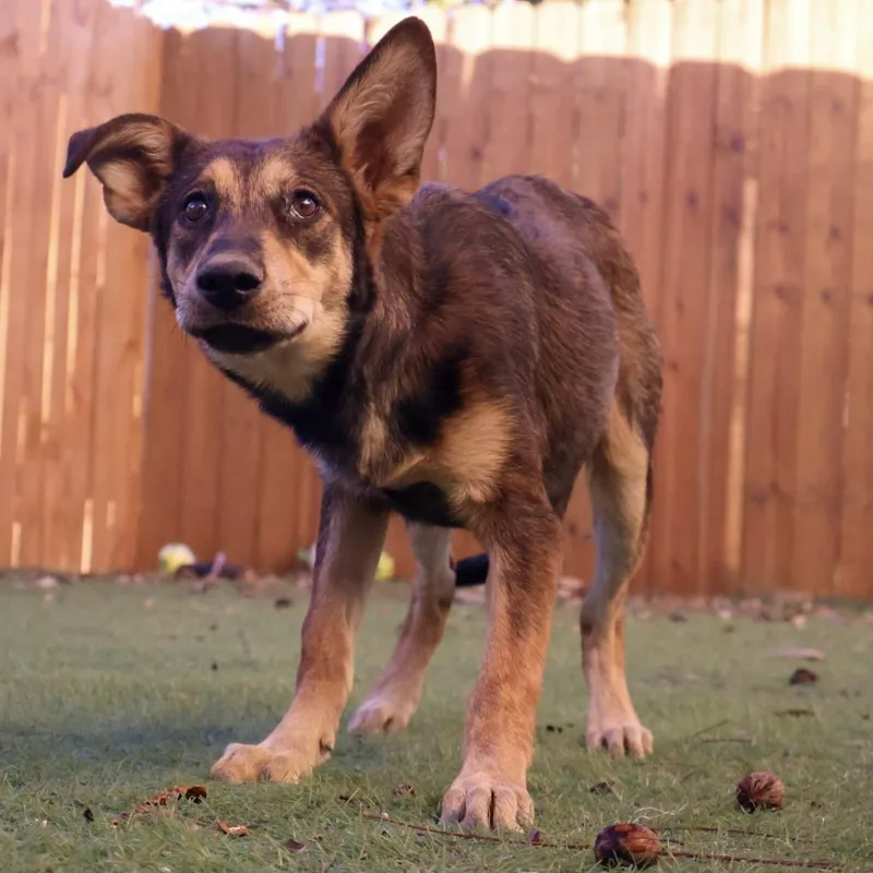 Parade Jum thumbnail 2