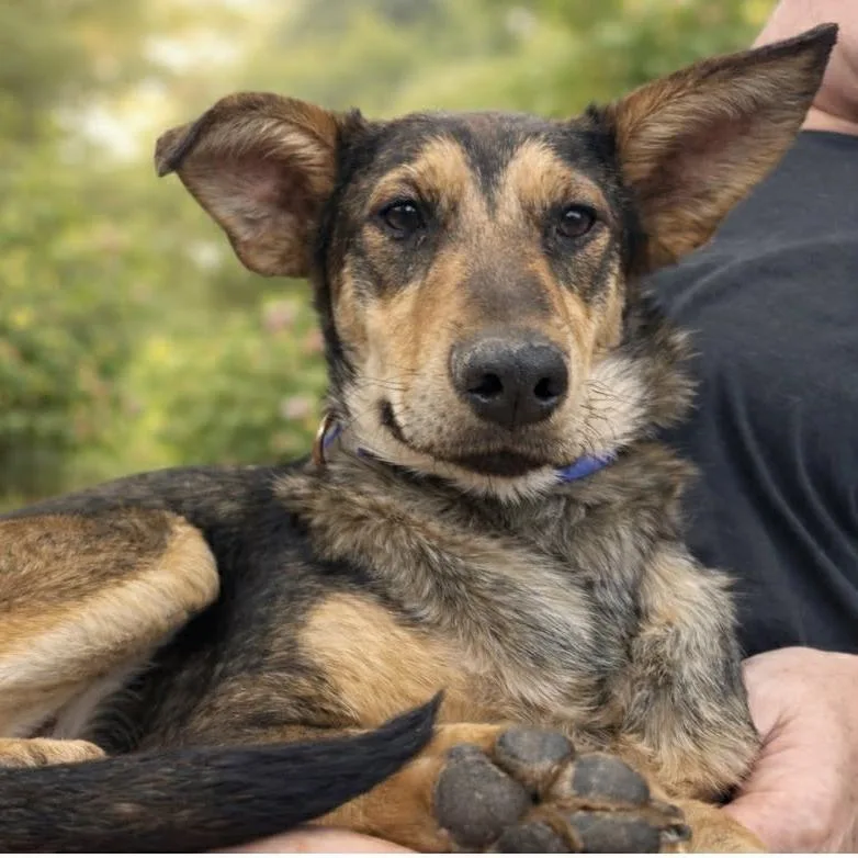 Parade Jum thumbnail 3