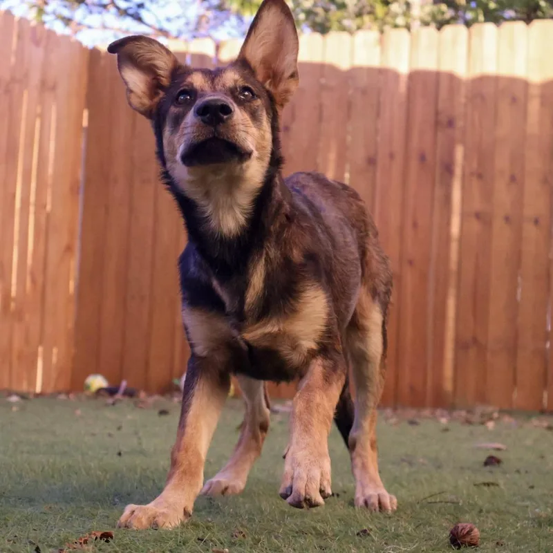 Parade Jum thumbnail 4