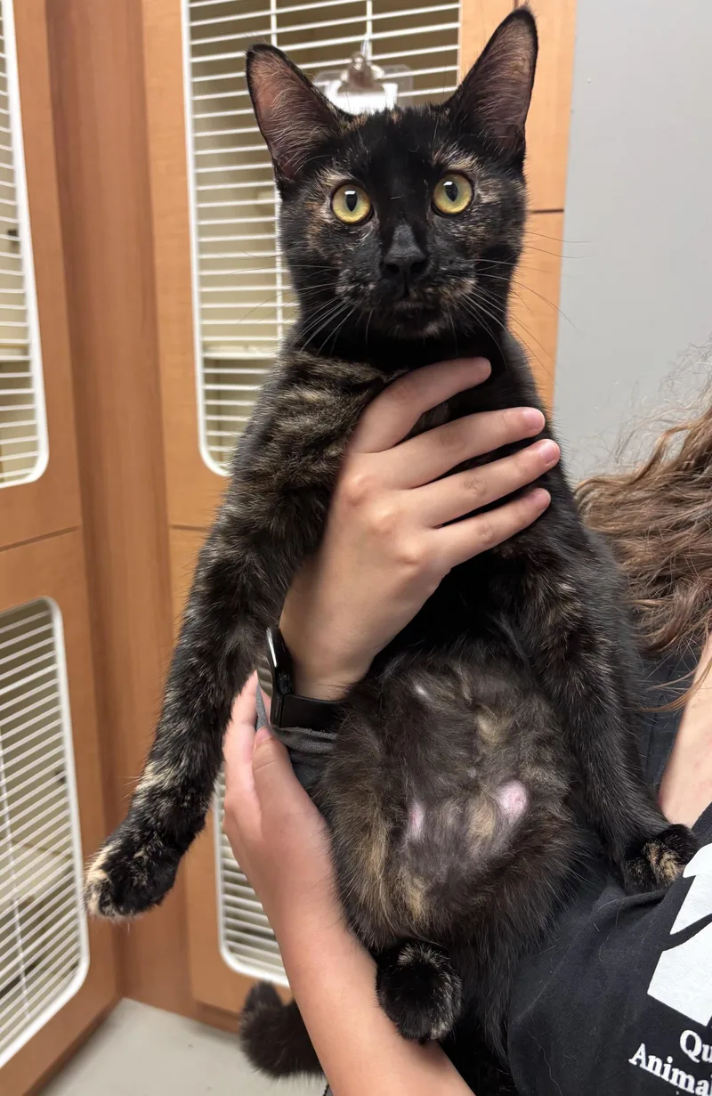 An adult medium-sized female Tortoiseshell cat named Wanda for adoption in Quincy, WA