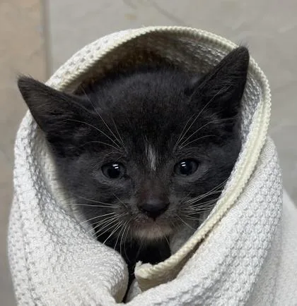 A baby small-sized male Domestic Short Hair cat named Mocha for adoption in Honolulu, HI