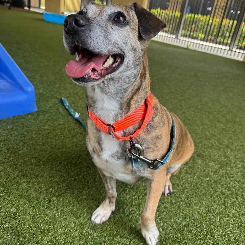 An adult medium-sized female Dachshund dog named Kiwi for adoption in West Palm Beach, FL