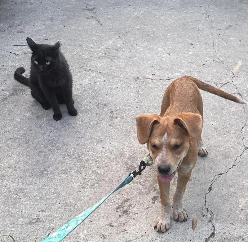 A baby medium-sized female Labrador Retriever dog named Cookie for adoption in San Antonio, TX
