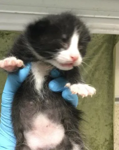 A baby small-sized male Domestic Short Hair cat named A for adoption in Riverside, CA