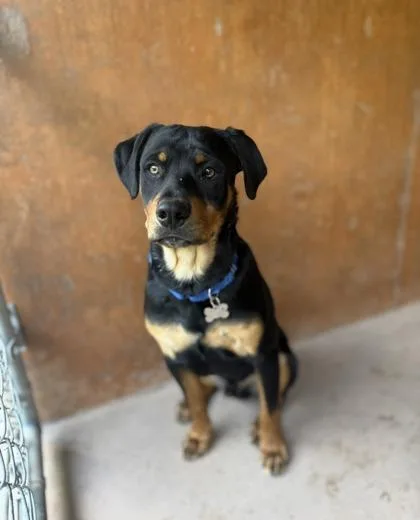 A baby large-sized male Rottweiler dog named Galaxy for adoption in Burlington, WA