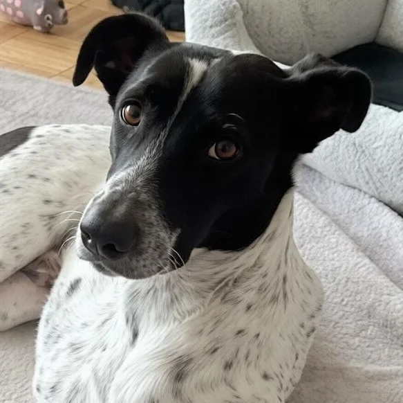 A young medium-sized male Black English Pointer dog named Mr. Champion Konar for adoption in Ridgefield, WA