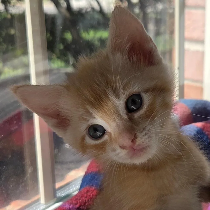 A baby small-sized female Orange / Red Domestic Short Hair cat named Sequel for adoption in Chattanooga, TN