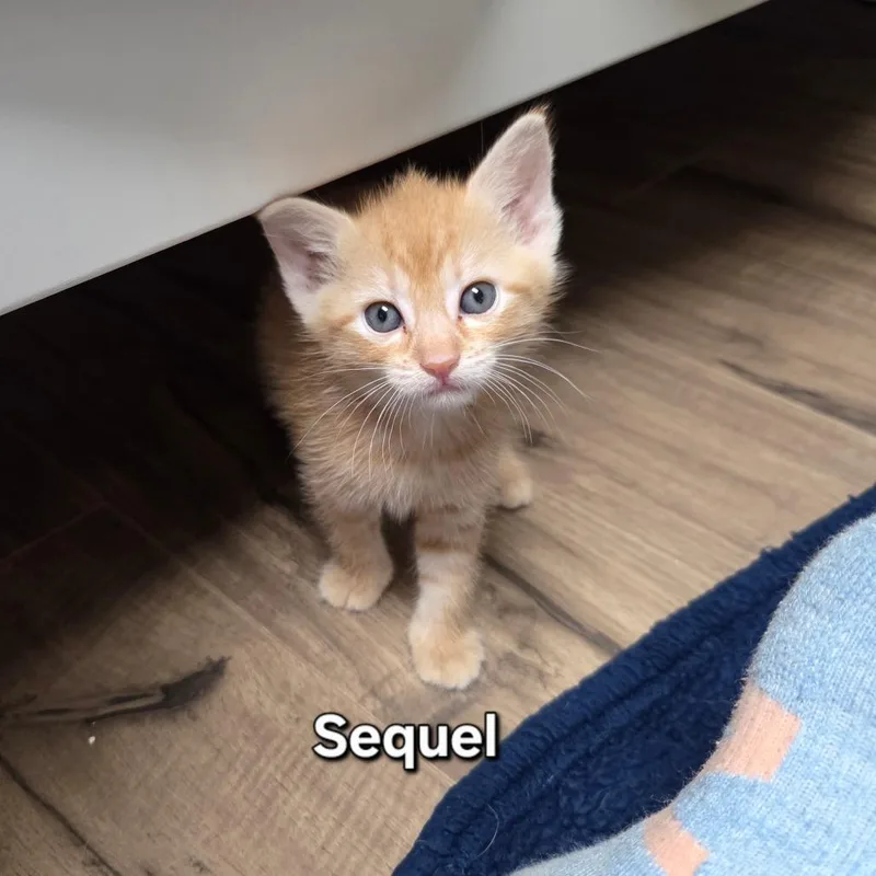 Sequel thumbnail 4