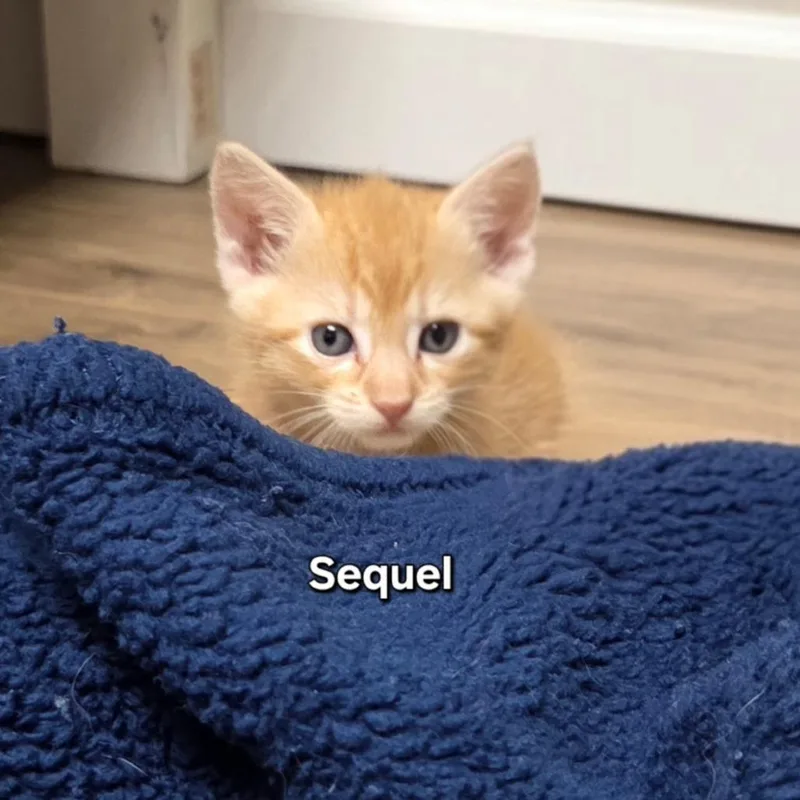 Sequel thumbnail 6