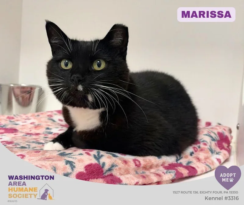 An adult medium-sized female Black & White / Tuxedo Domestic Short Hair cat named Marissa for adoption in Eighty Four, PA