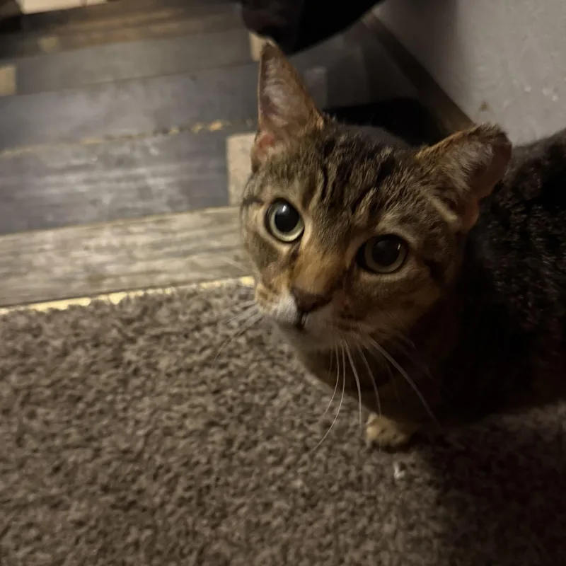 Mama Cass thumbnail 2