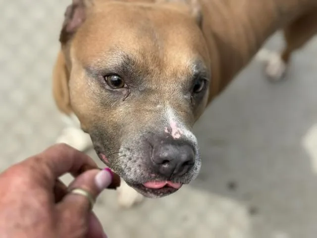 An adult large-sized female Pit Bull Terrier dog named Buttercup for adoption in Tulsa, OK