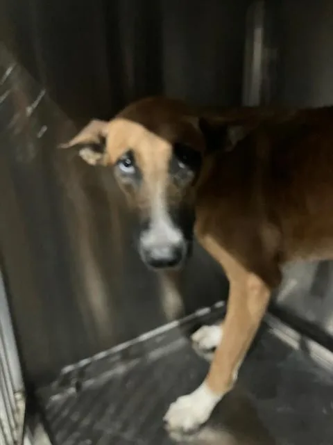 A young medium-sized female Mixed Breed dog named Clawdeen for adoption in Dallas, TX