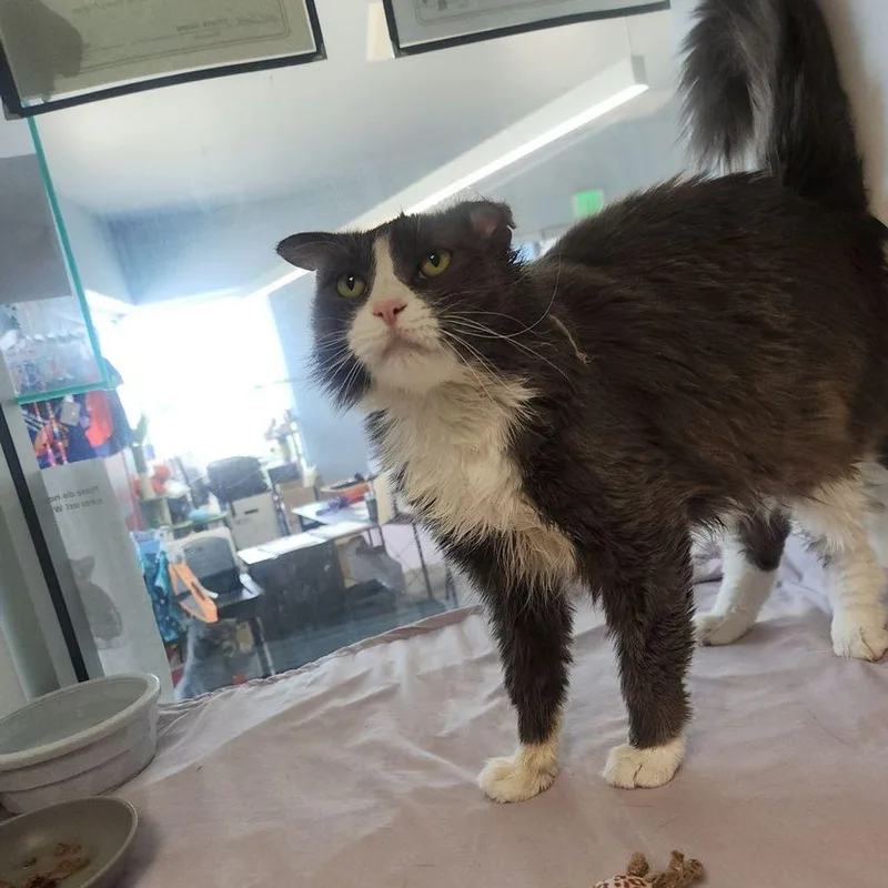 A senior medium-sized female Domestic Long Hair cat named Syrup for adoption in Kingman, AZ